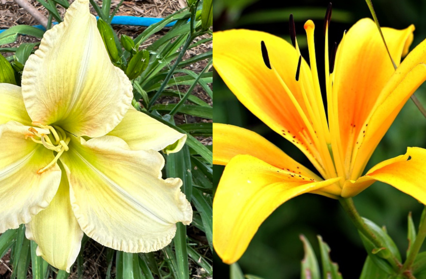 lilies and daylilies
