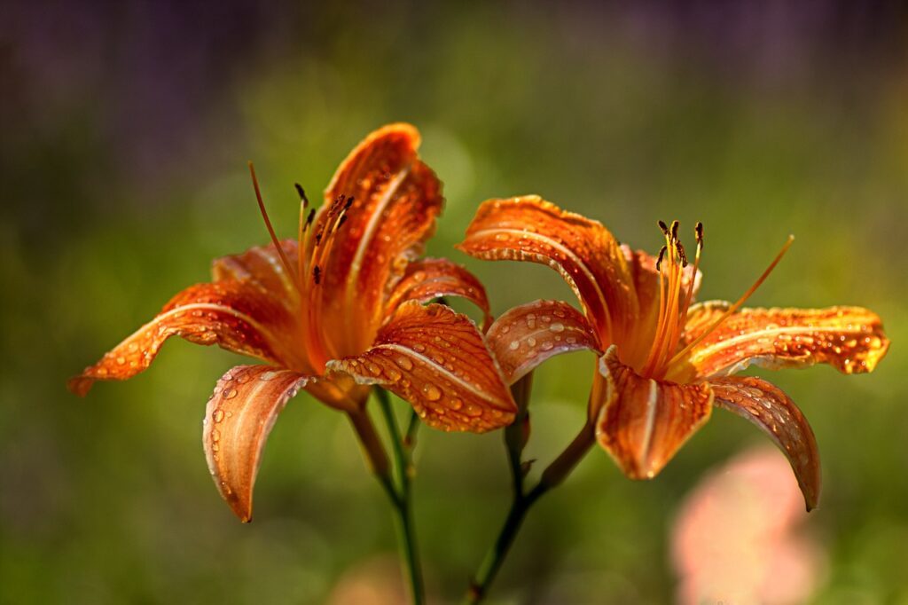 care for daylilies