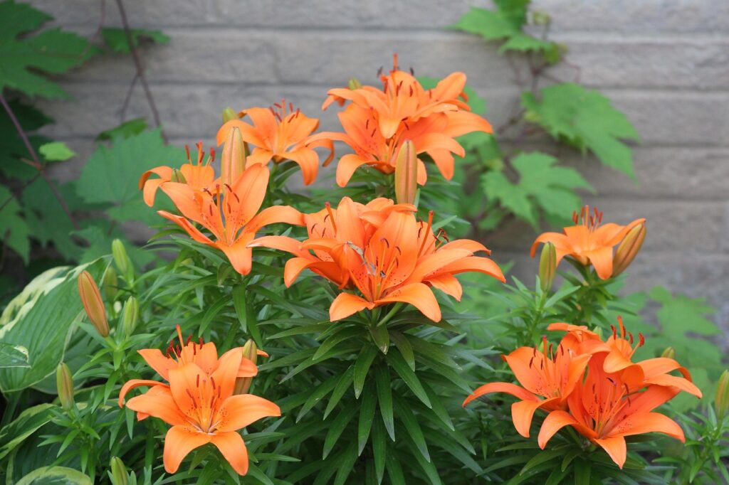 winter for daylilies