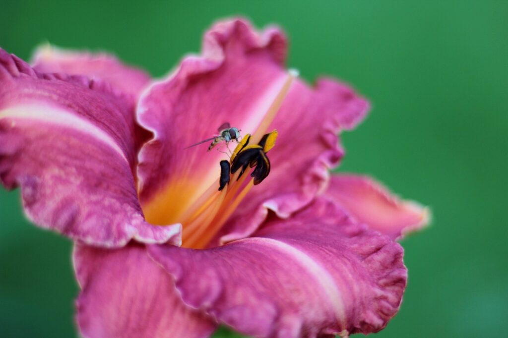 daylily fertilization