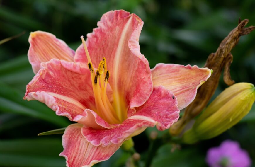 how to care for daylilies