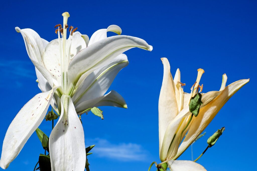 deadheading daylilies